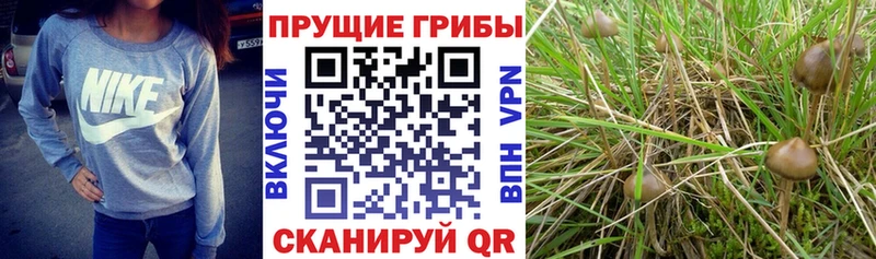 Купить где  Гуково  Галлюциногенные грибы ЛСД 